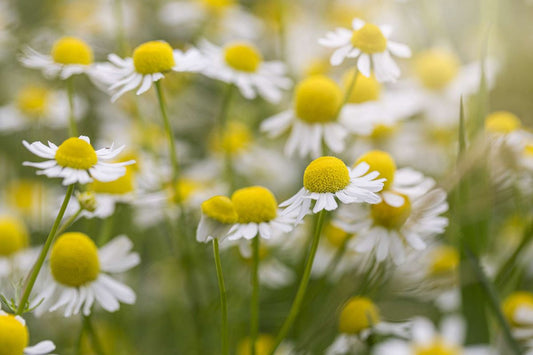 Soul Nourishing Herbs - Chamomile