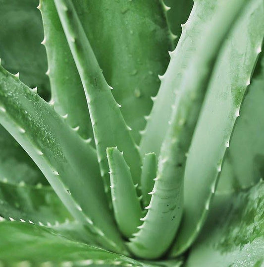 Herbal Helpers : Aloe Vera