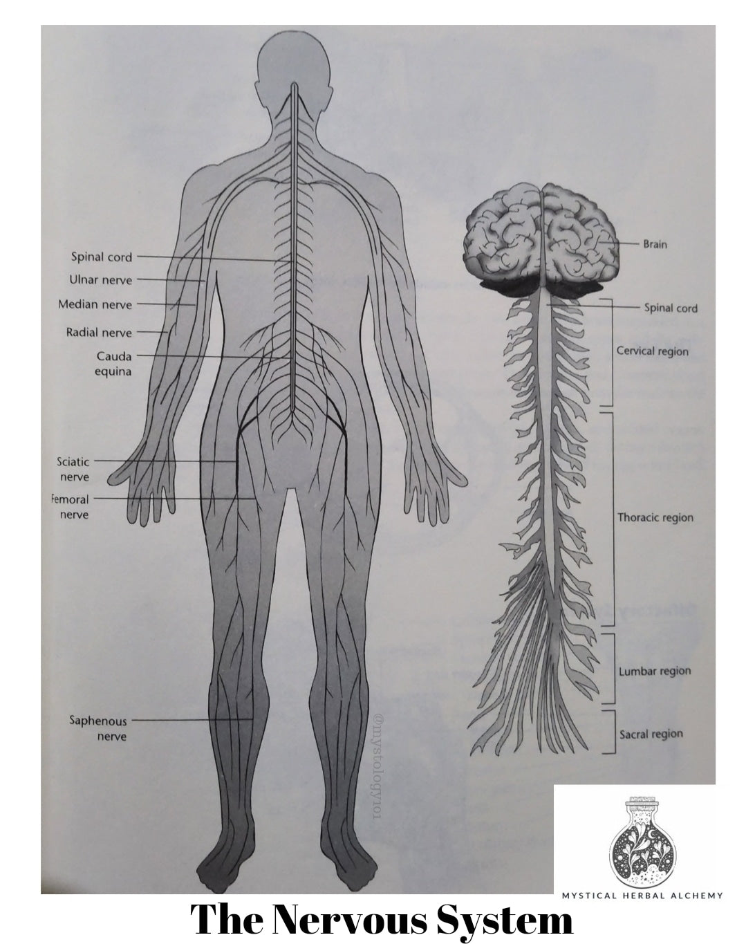 Working the Nerves - Inside the CNS - Part 1 The Brain