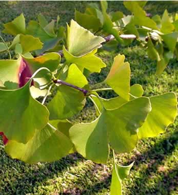 Ginkgo Biloba