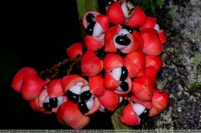 Guarana Seeds